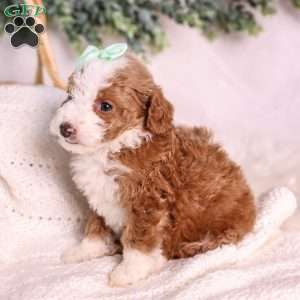Mochi, Mini Bernedoodle Puppy